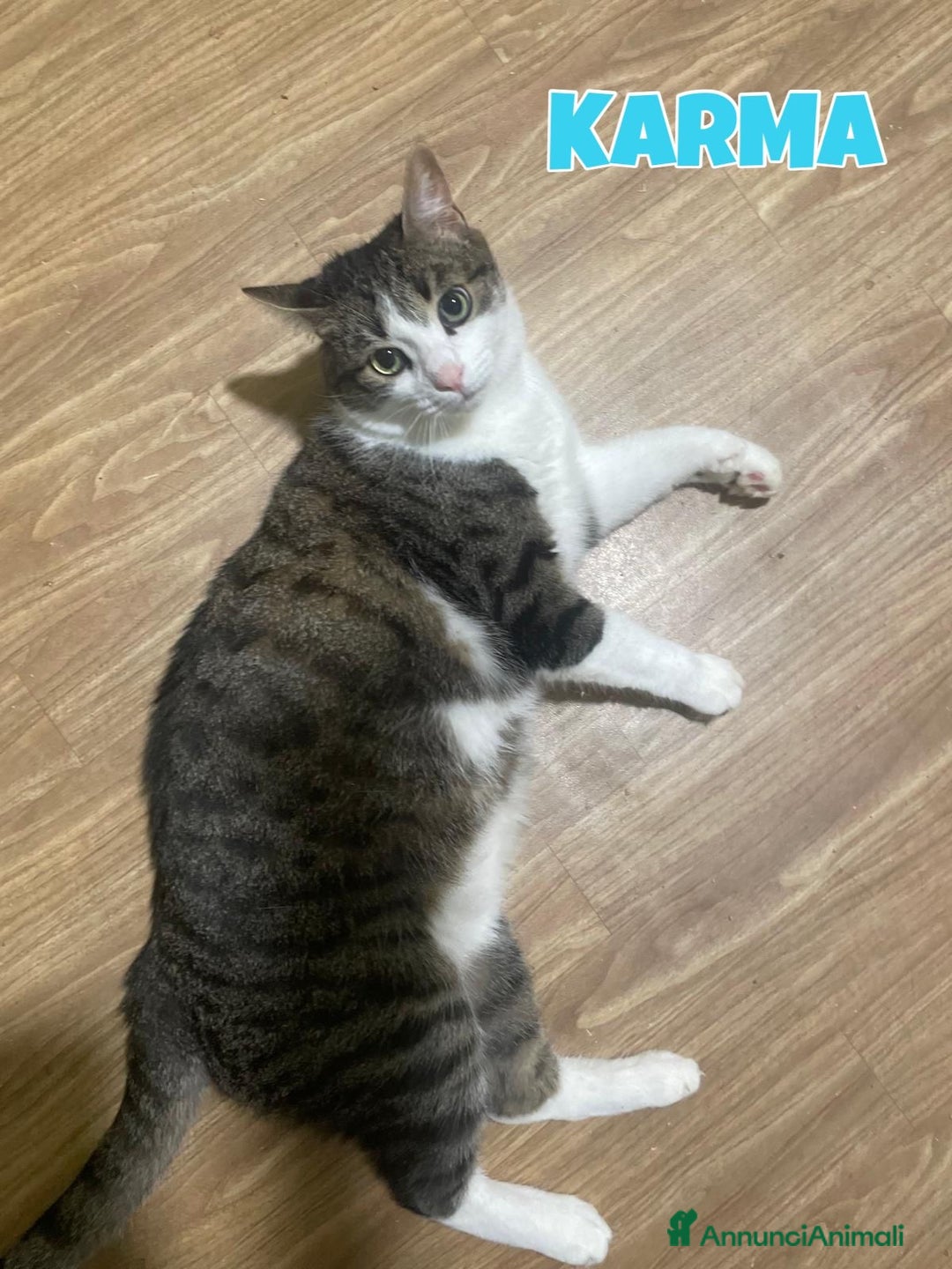 Europeo gatti in regalo: Karma e Miele due micini meravigliosi  - Annuncio 9
