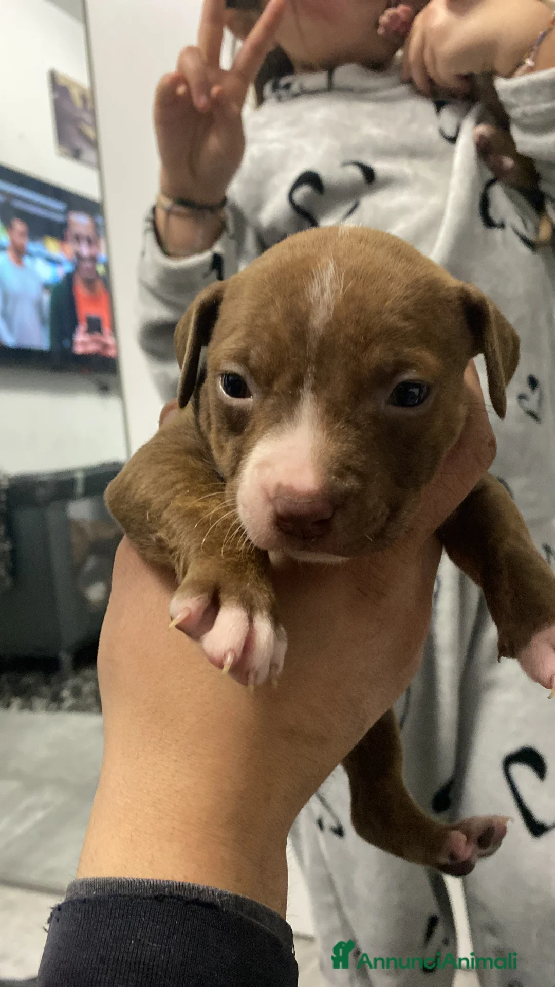 Pitbull cani in vendita: Cuccioli dí American Pitbull UKC  - Annuncio 5