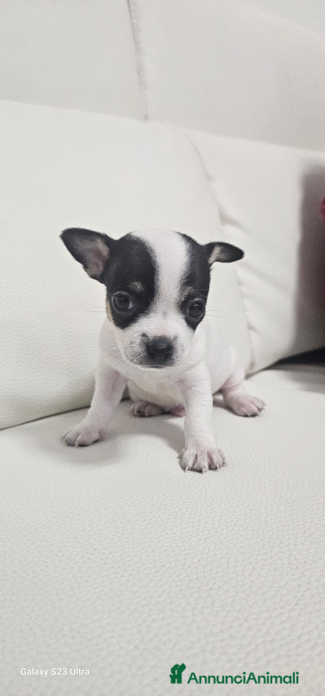 Chihuahua cani in vendita: Ultimo maschietto di chihuahua - Annuncio 5