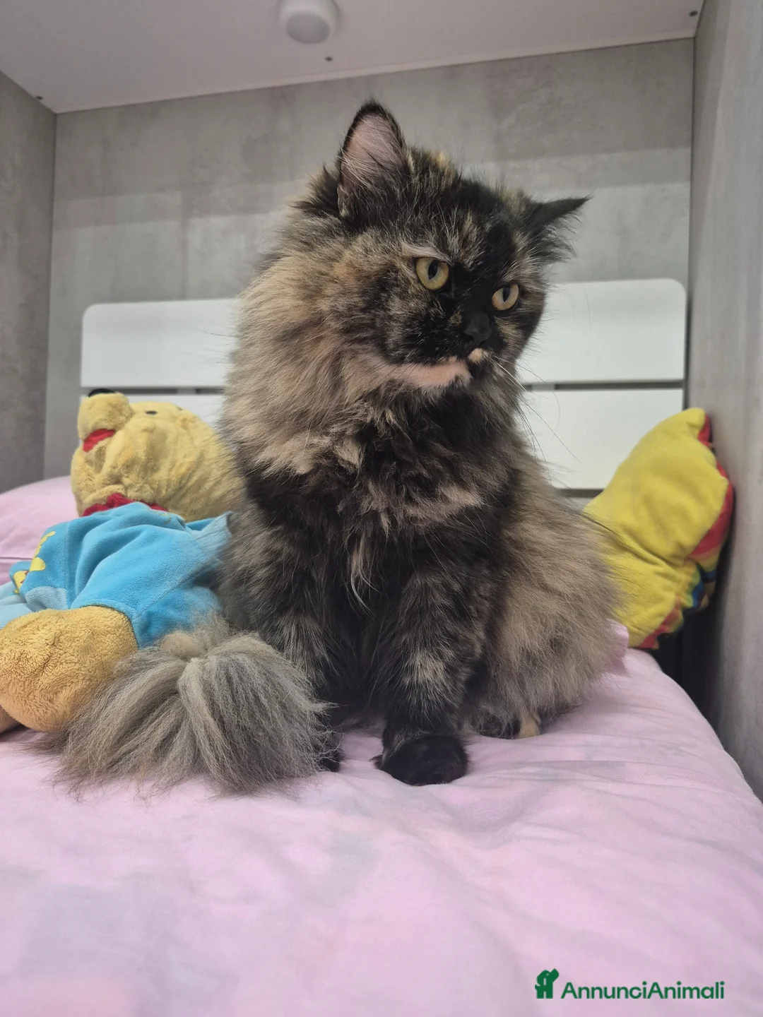 Persiano gatti in vendita: Cuccioli di gatto persiano - Annuncio 2