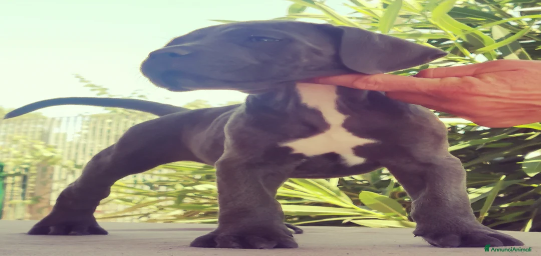 Immagine della galleria {{count}}