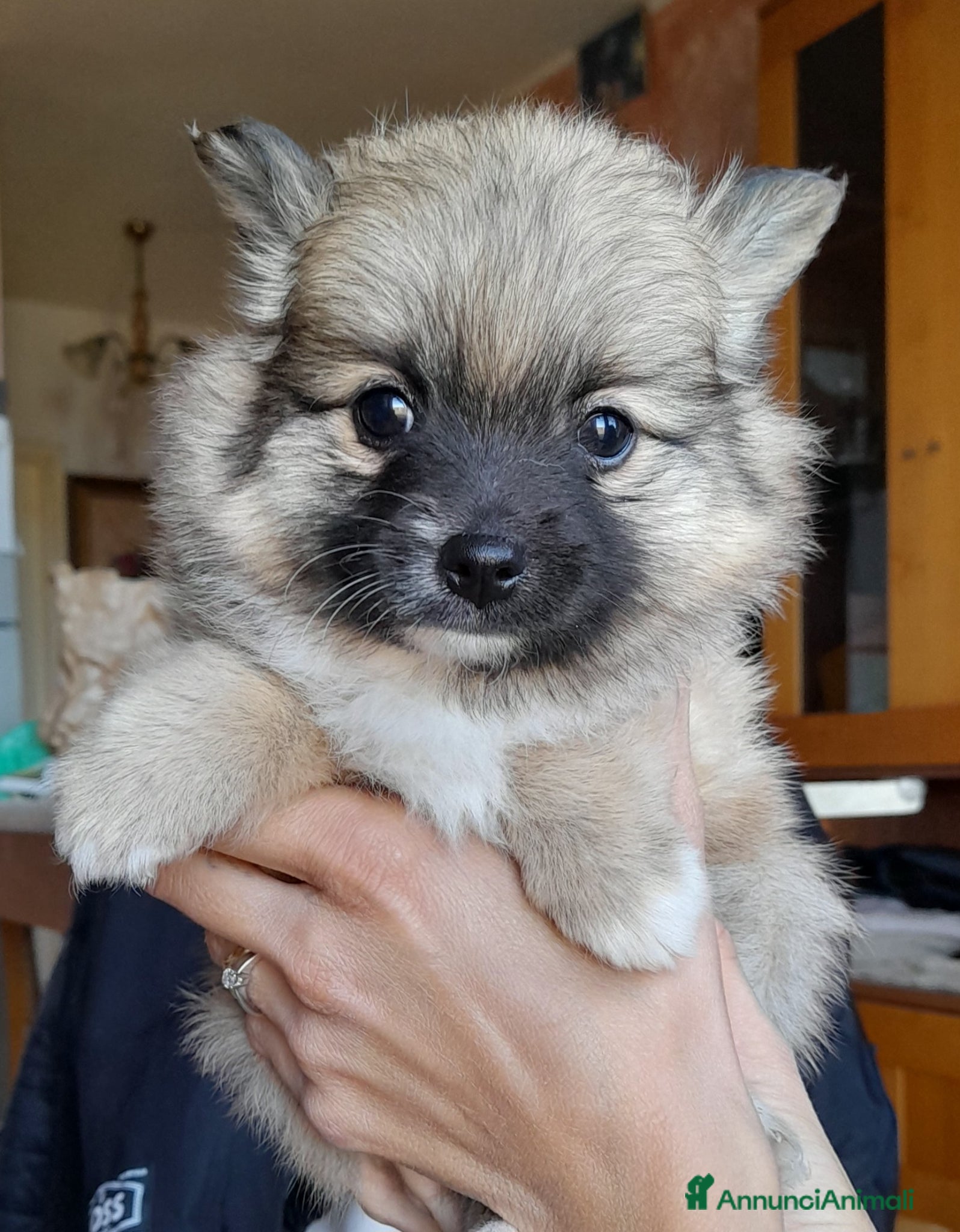 Volpino Pomerania cani Spiz tedesco volpini della pomerania - Annuncio 1