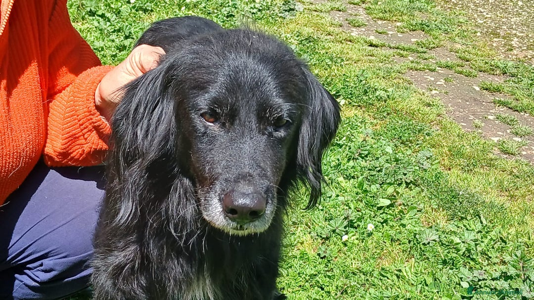 Meticcio cani in regalo: GREY UNA VITA MISERABILE DAVANTI A TUTTI - Annuncio 3