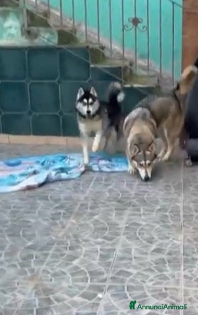 Husky cani URGENTE RINUNCIA DI PROPRIETÀ ADOZIONE - Annuncio 15