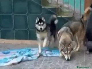 Husky cani URGENTE RINUNCIA DI PROPRIETÀ ADOZIONE - Annuncio 24