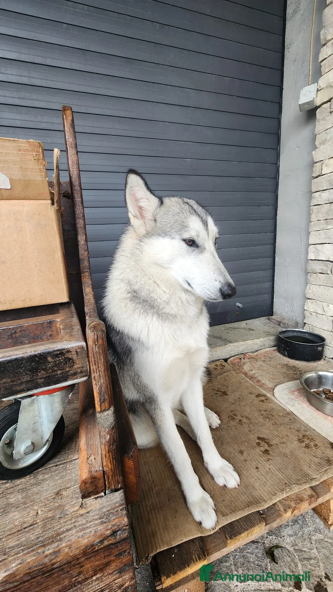 Lupo Cecoslovacco cani in vendita: Cane Lupo Cecoslovacco - Annuncio 3