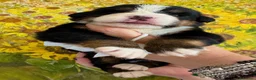 Bovaro del Bernese cani in vendita: Bovaro del Bernese Cuccioli disponibili  - Annuncio 5