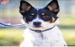 Meticcio cani in regalo: Femmina medio piccola sfortunata! SOS CASA VARESE a Città metropolitana di Milano - Immagine 6