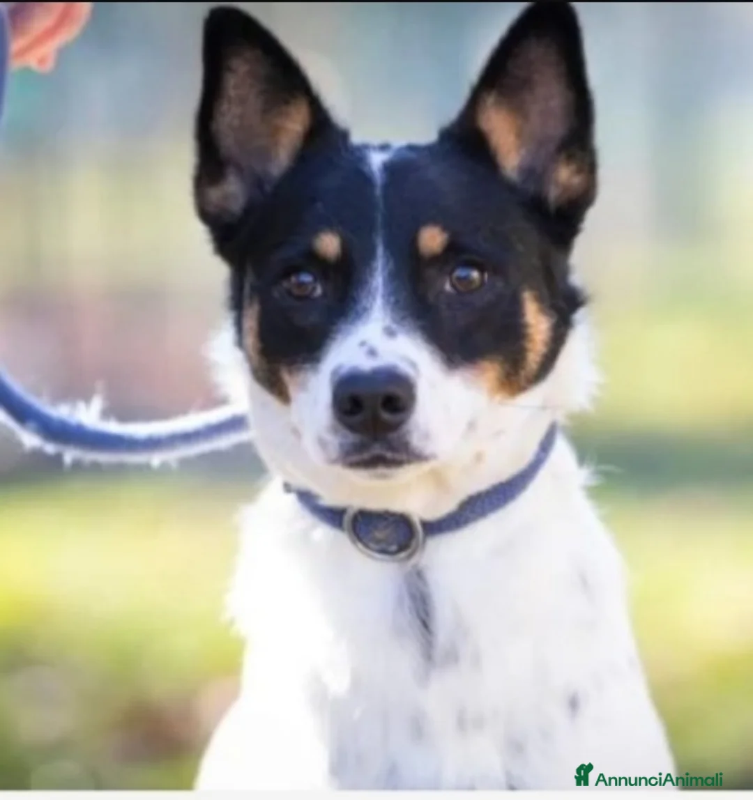 Meticcio cani in regalo: Femmina medio piccola sfortunata! SOS CASA VARESE a Città metropolitana di Milano - Annuncio 6