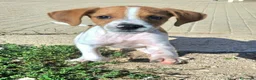 Meticcio cani in regalo: Zack 2 mesi taglia media piccola  - Annuncio 6