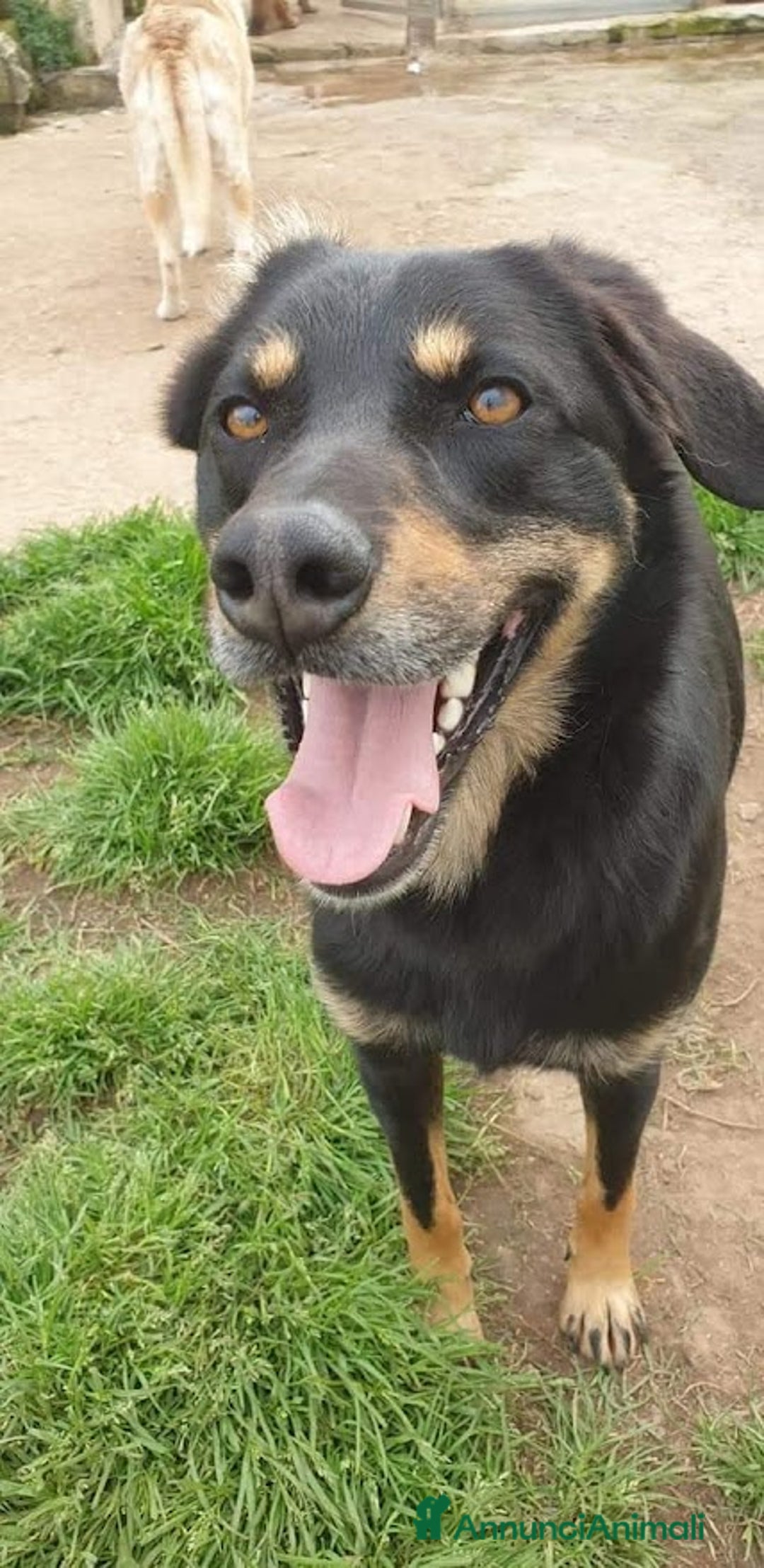 Meticcio cani in regalo: GIORDIE dolce e buono  - Annuncio 8