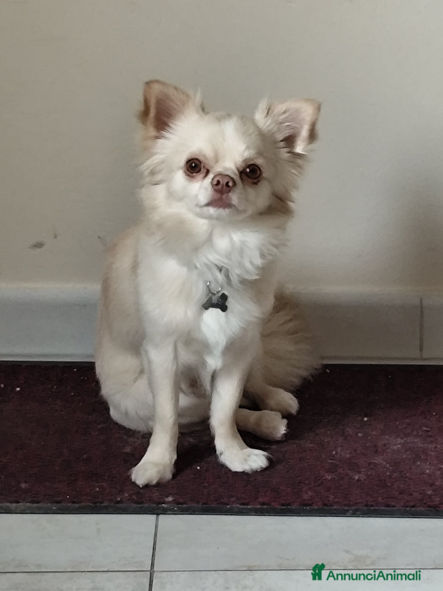 Chihuahua cani Accoppiamento  - Annuncio 1
