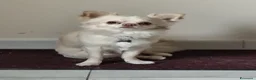 Chihuahua cani per accoppiamento: Accoppiamento  a Valle d'Aosta - Annuncio 1