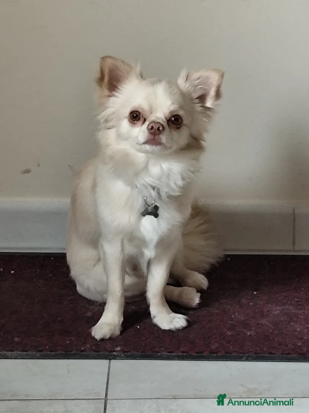 Chihuahua cani per accoppiamento: Accoppiamento  a Valle d'Aosta - Annuncio 1