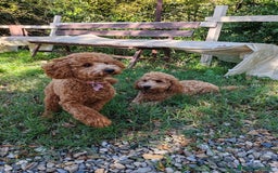 Barboncino cani in vendita: Barboncino nano red e champagne  - Immagine 2