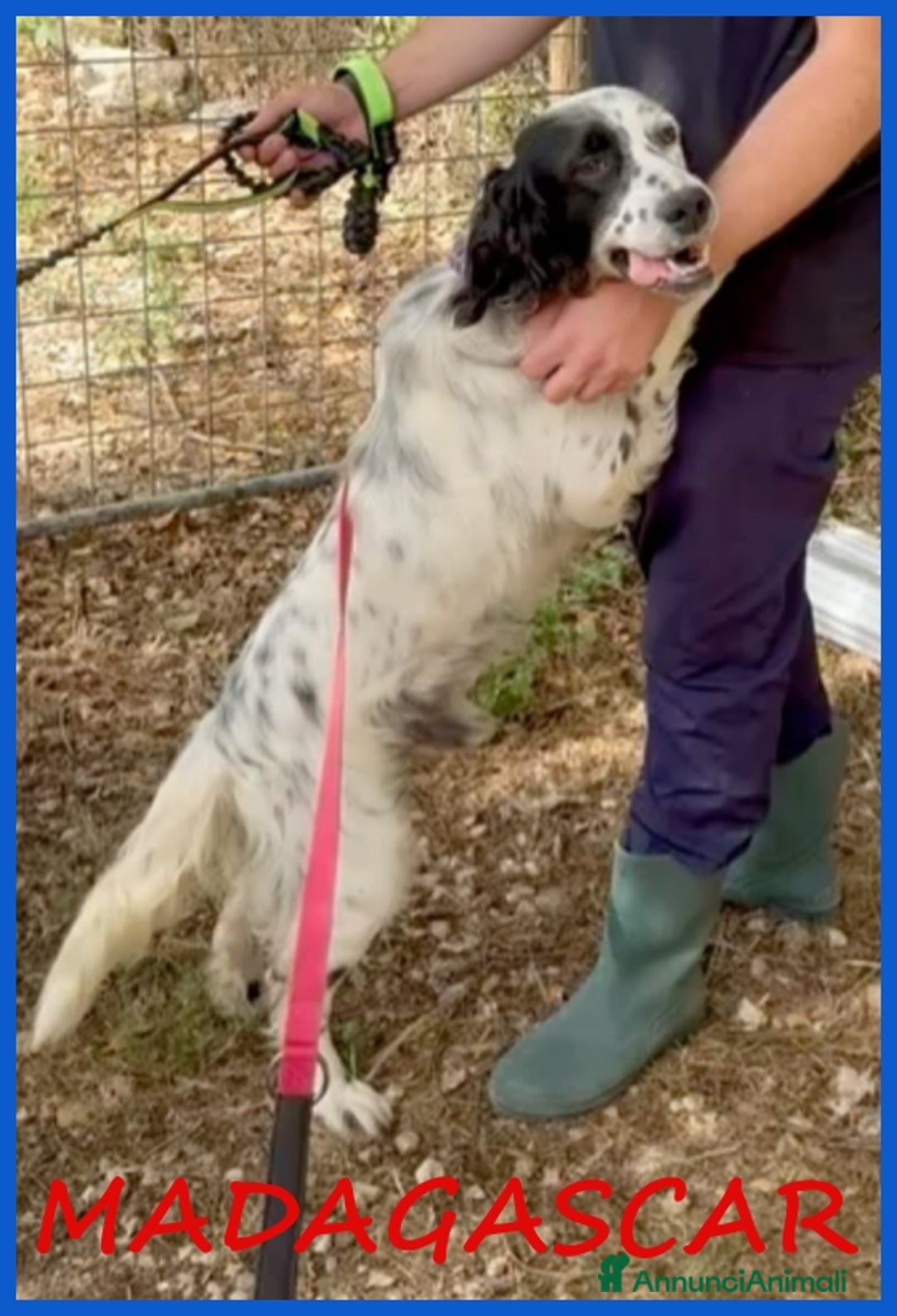 Setter Inglese cani in regalo: MADAGASCAR, SETTER SFORTUNATO FINITO IN GABBIA... a Città metropolitana di Milano - Annuncio 1