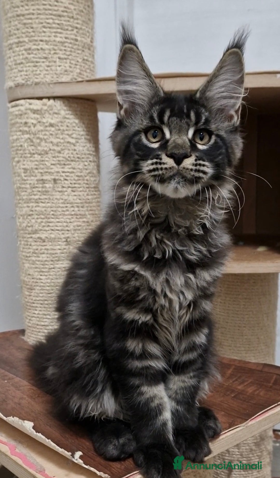 Maine Coon gatti in vendita: Cucciolo maine coon maschio - Annuncio 1