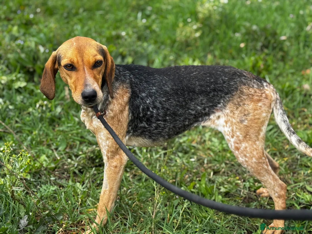 Segugio cani in regalo: Nocella cucciolona mix segugio 15kg - Annuncio 2