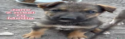 Meticcio cani in regalo: TANTI CUCCIOLI SOLI! a Provincia di Vicenza - Annuncio 3
