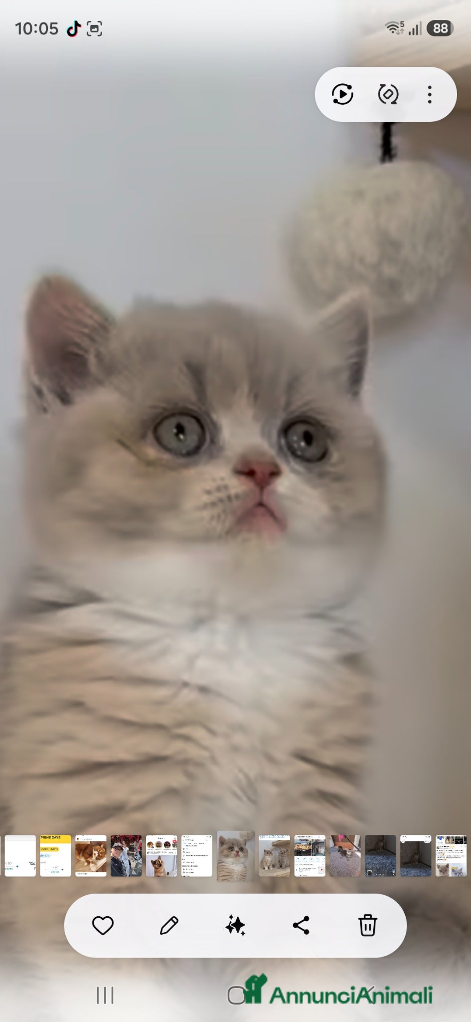 British gatti British shorthair  - Annuncio 4