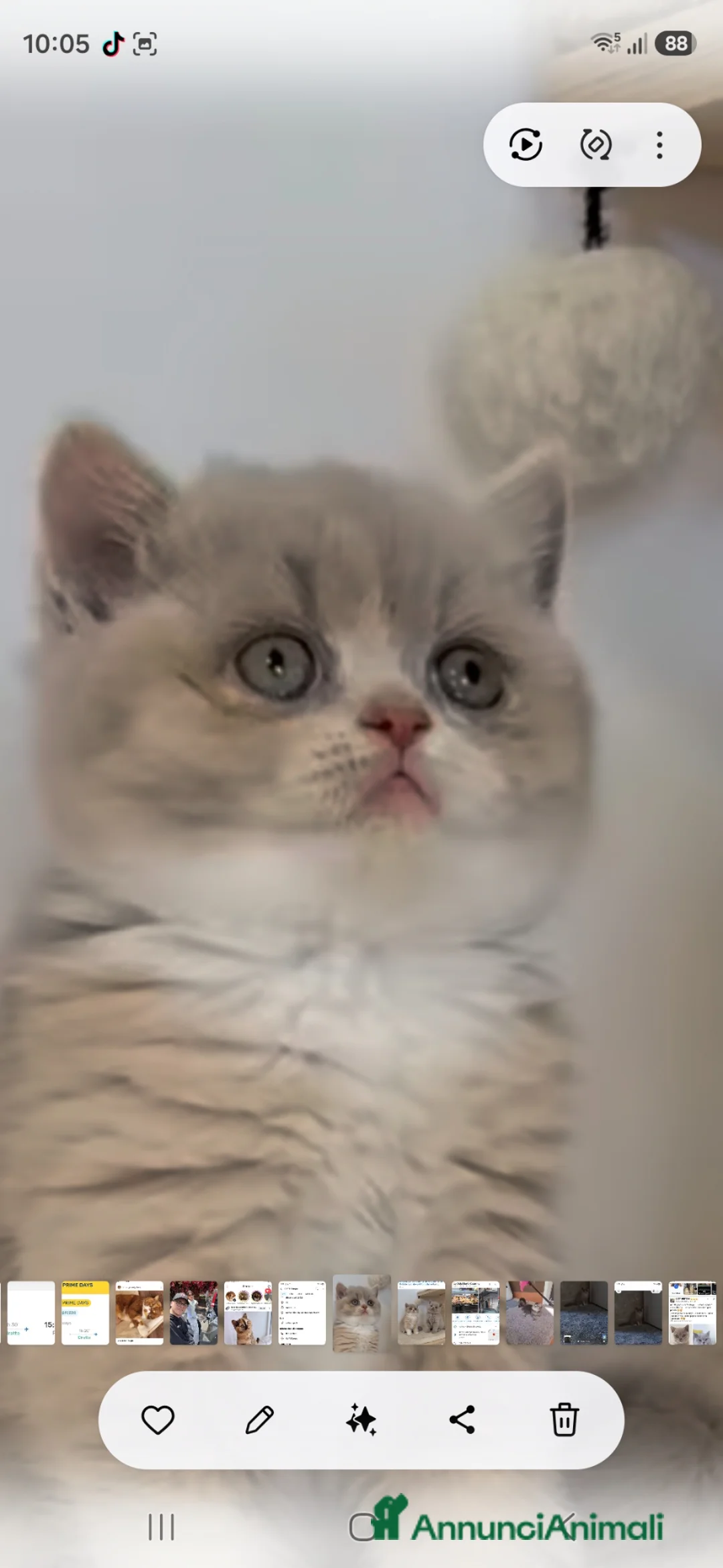 British gatti in vendita: British shorthair  - Annuncio 1