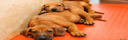 Rhodesian Ridgeback cani in vendita: Cuccioli Rhodesian Ridgeback con Pedigree ENCI - Annuncio 19