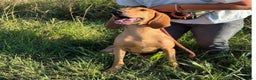 Segugio cani in regalo: Segugio 2anni e 1/2 viveva in 1casolare.ROVIGO SOS - Annuncio 2