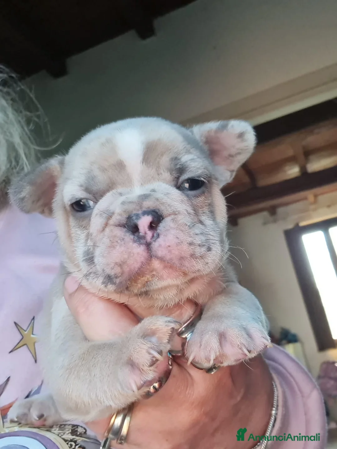 Bulldog Francese cani in vendita: Bulldog francese cuccioli - Annuncio 1