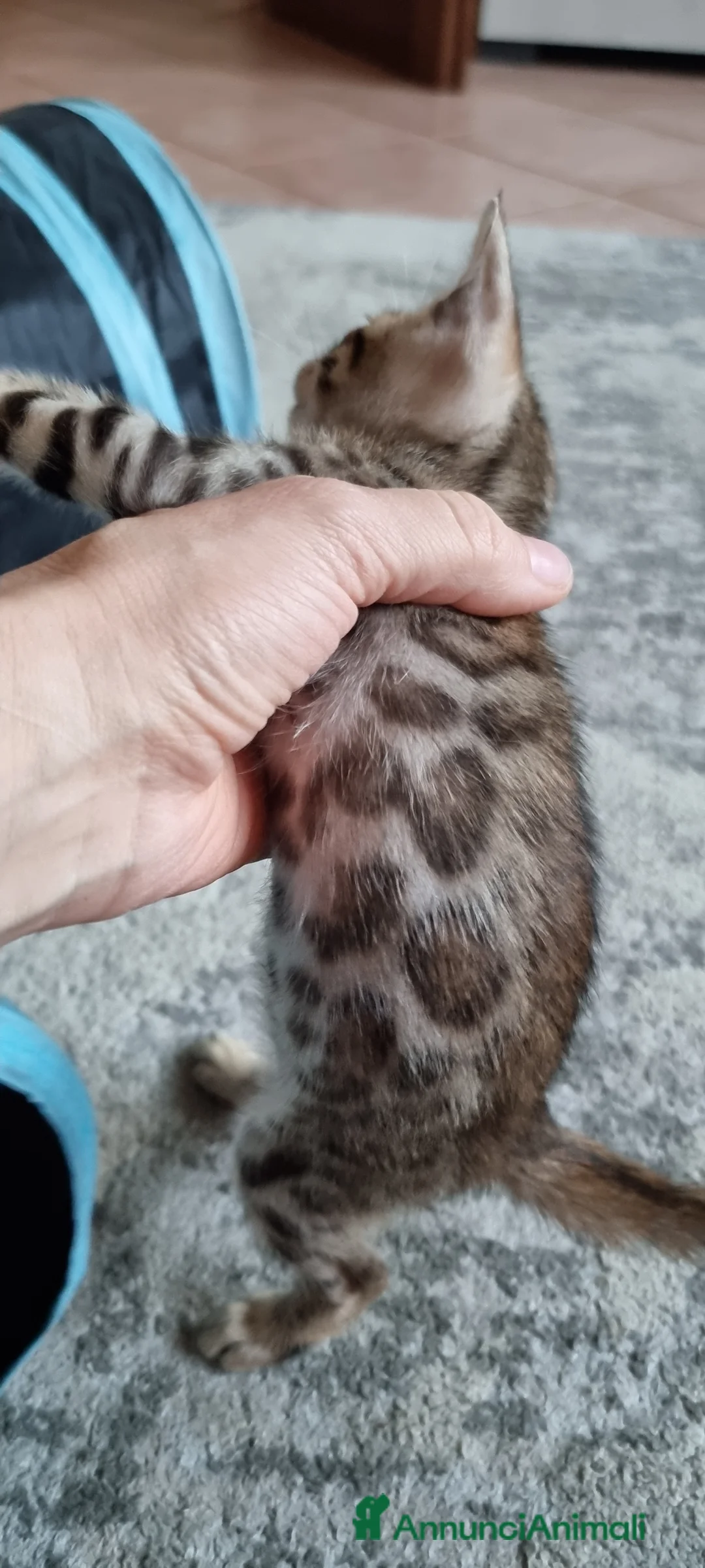 Bengala gatti in vendita: Cucciolo Bengala con Pedigree  - Annuncio 4