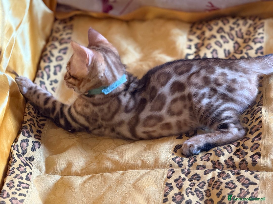 Bengala gatti in vendita: Bellissimi cuccioli  a Città metropolitana di Roma Capitale - Immagine 11