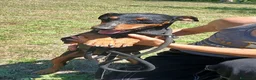 Meticcio cani in regalo: DUCA TUTTA LA DOLCEZZA DEL MONDO IN 10 KG.. - Annuncio 2