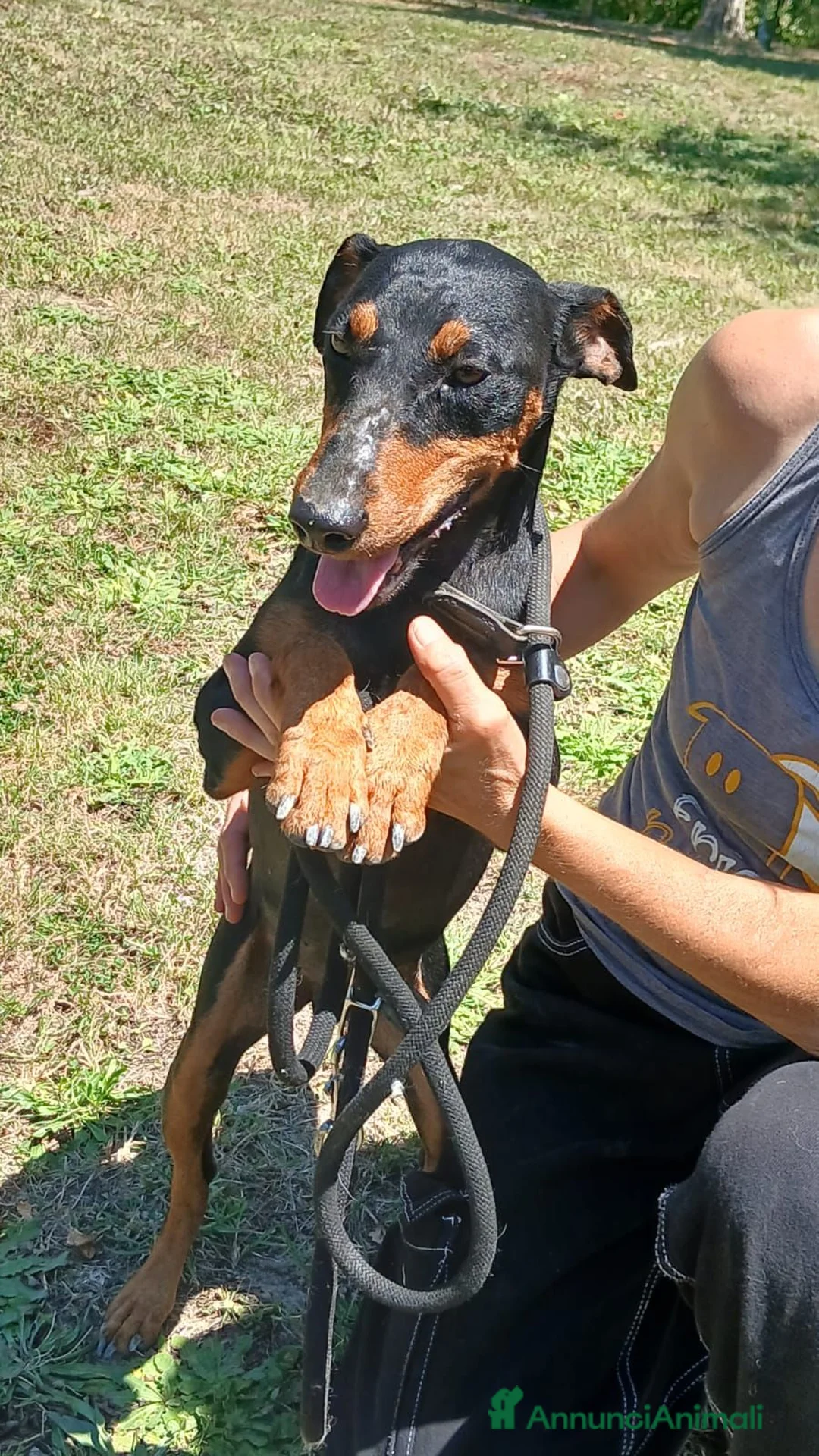 Meticcio cani in regalo: DUCA TUTTA LA DOLCEZZA DEL MONDO IN 10 KG.. - Annuncio 2