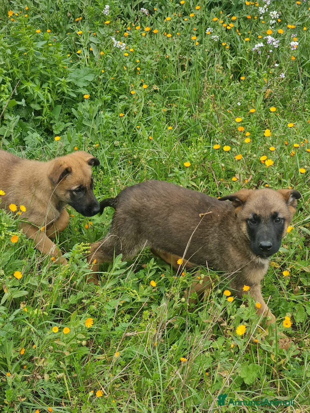 Pastore Belga cani in vendita: Allevamento Pastore Belga Malinois Potenza Matera a Provincia di Potenza - Annuncio 5