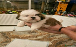 Shih Tzu cani in vendita: Cuccioli di Shih Tzu in vendita a Città metropolitana di Milano - Immagine 4