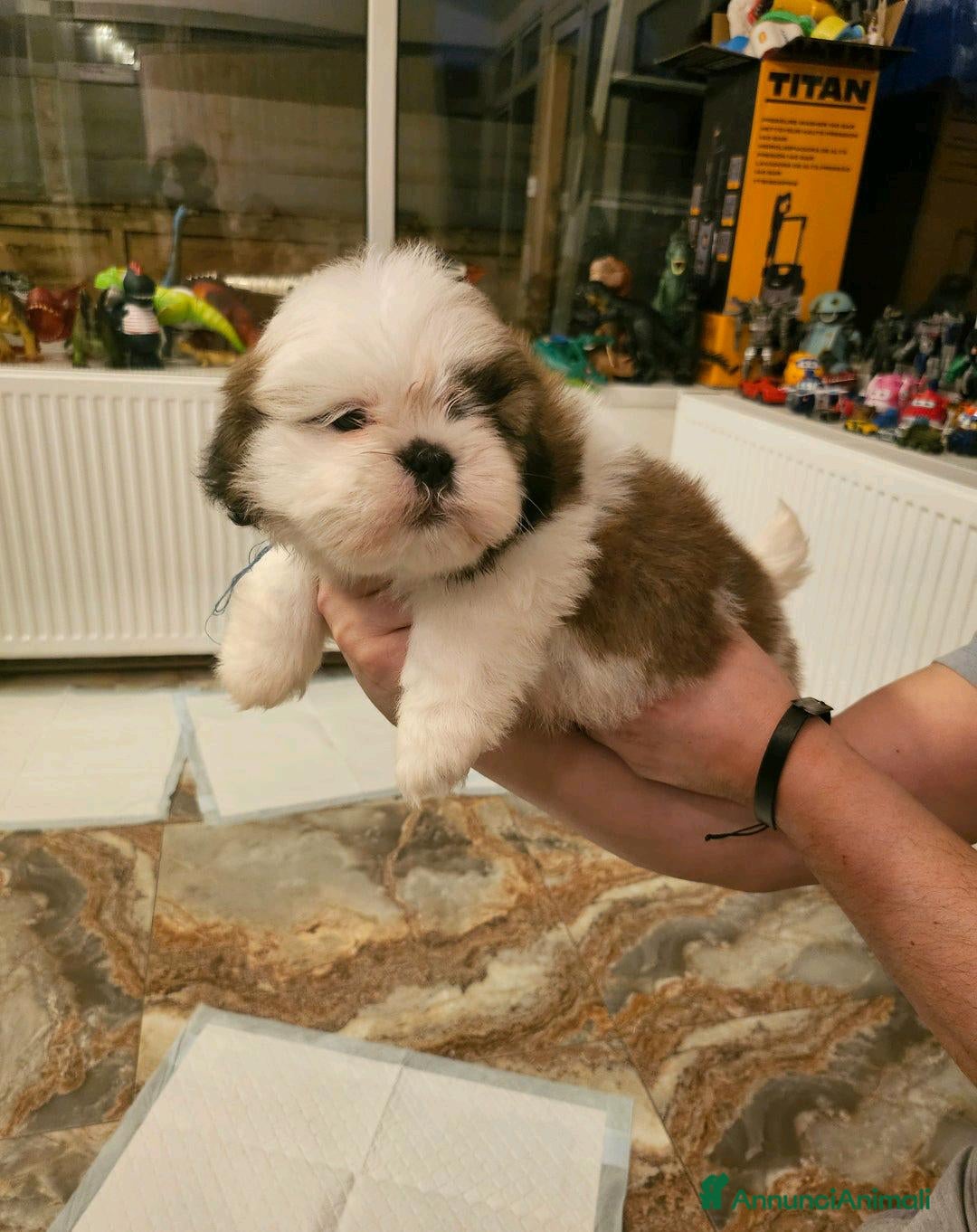 Shih Tzu cani in vendita: Cuccioli di Shih Tzu in vendita a Città metropolitana di Milano - Immagine 4