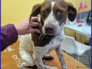 Meticcio cani ARANCIA giovane pointerina - Annuncio 4