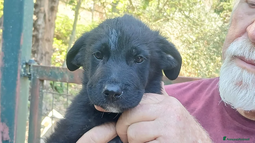 Meticcio cani in regalo: IL PICCOLO BLAZER STA ASPETTANDO LA SUA FAMIGLIA - Annuncio 2
