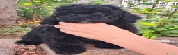 Barboncino Toy cani in vendita: Barbone toy  - Annuncio 1
