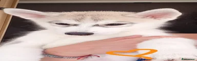 Husky 4