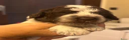 Lagotto cani in vendita: Cuccioli Lagotto Romagnolo  a Provincia di Perugia - Annuncio 12
