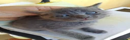 Europeo gatti in regalo: Gattini cercano casa a Provincia di Pisa - Annuncio 3