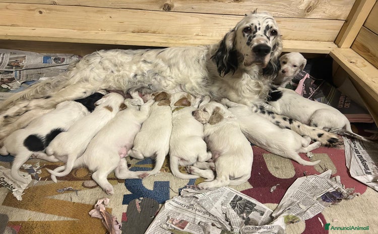 Setter Inglese cani a Provincia di Arezzo - Annuncio 2