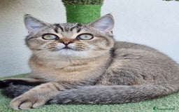 Scottish gatti in vendita: Scottish Straight con Pedigree  - Immagine 5