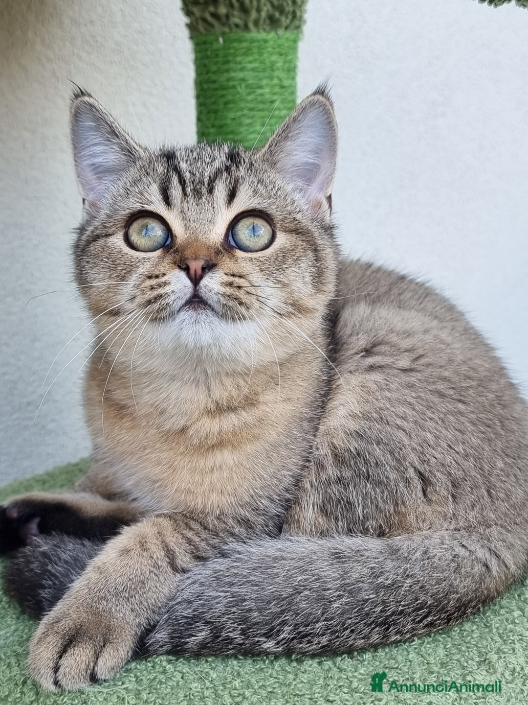 Scottish gatti in vendita: Scottish Straight con Pedigree  - Immagine 5