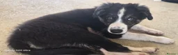 Border Collie cani in vendita: 3 Cuccioli Border Collie Maschio con Pedigree a Provincia di Padova - Annuncio 10