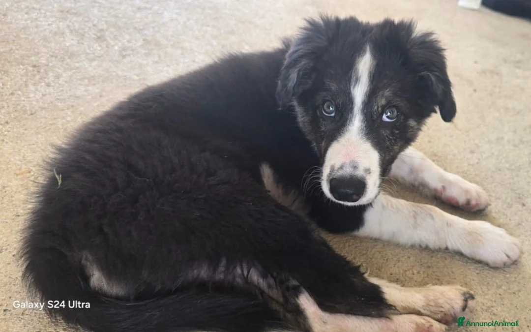 Border Collie cani in vendita: 3 Cuccioli Border Collie Maschio con Pedigree a Provincia di Padova - Annuncio 10