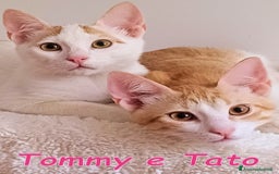 Europeo gatti in regalo:   Tommy e Tato due micini meravigliosi  a Città metropolitana di Roma Capitale - Immagine 1