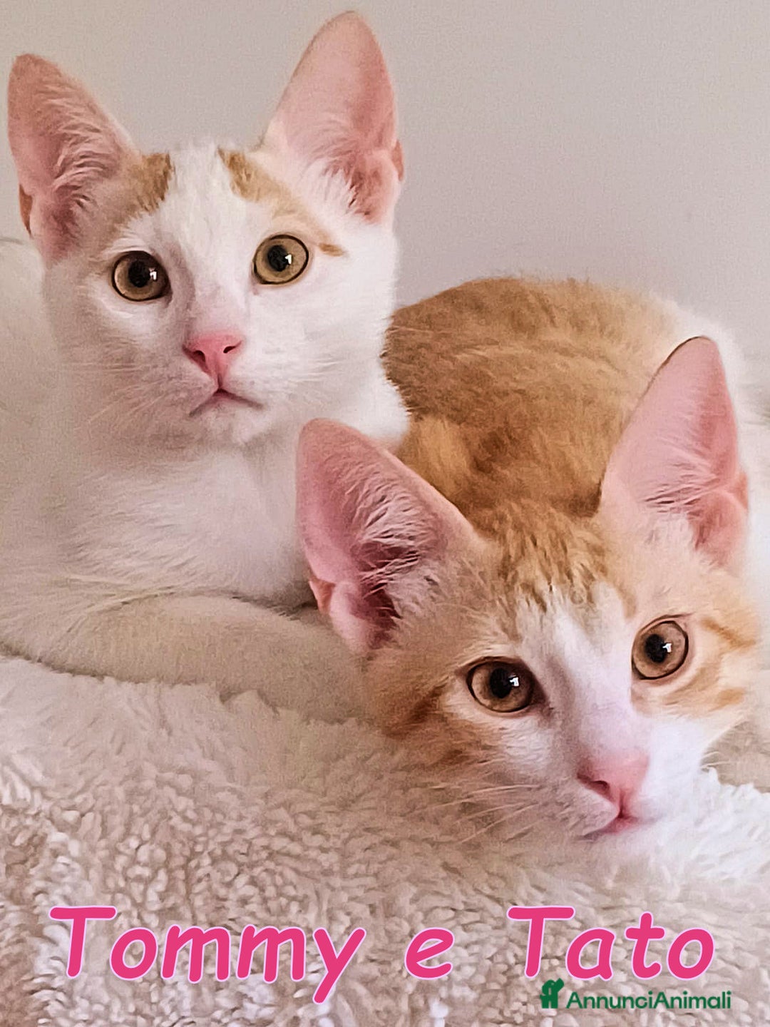 Europeo gatti in regalo:   Tommy e Tato due micini meravigliosi  a Città metropolitana di Roma Capitale - Immagine 1
