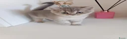 Scottish gatti in vendita: Cuccioli Scottish  - Annuncio 5