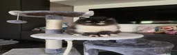 Persiano gatti in vendita: Cuccioli persiani  - Annuncio 7